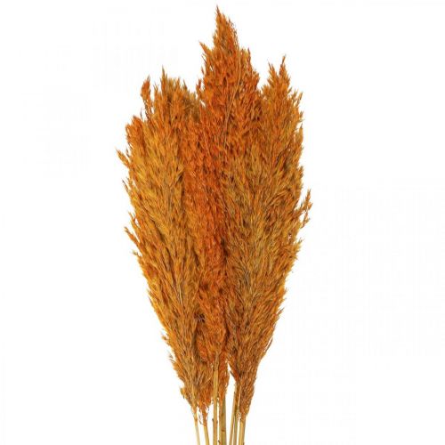 Floristik24 Dried grass reed grass dried decorative grass orange 70cm 10 pcs