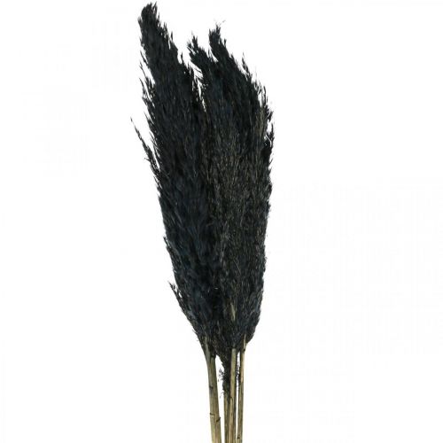 Floristik24 Dried grass reed grass dried black decorative grass 70cm 10 pcs