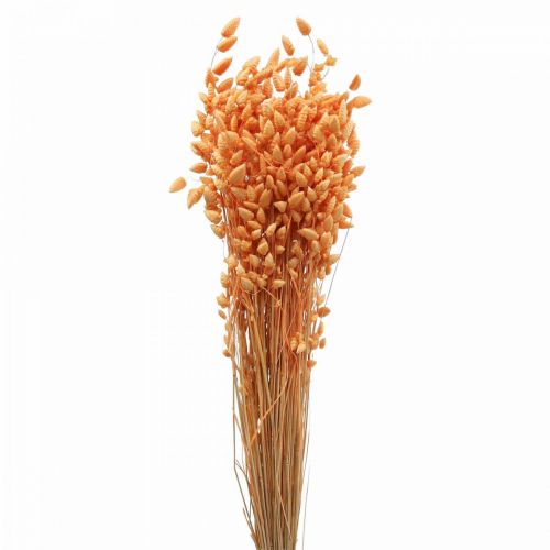 Floristik24 Dry bouquet of quaking grass Apricot Briza ornamental grass 55cm 50g