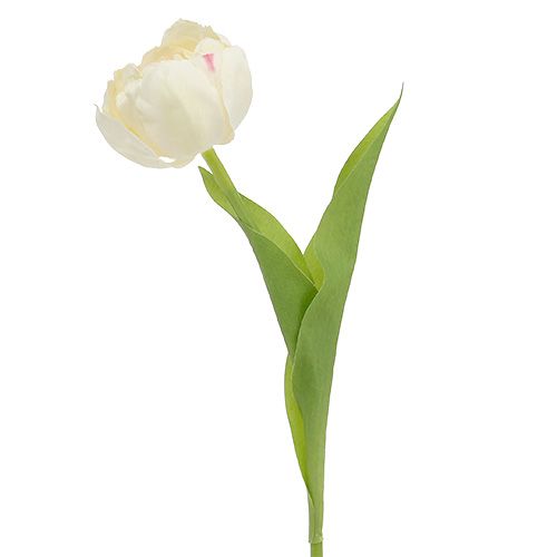 Floristik24 Tulip cream 37cm 6pcs