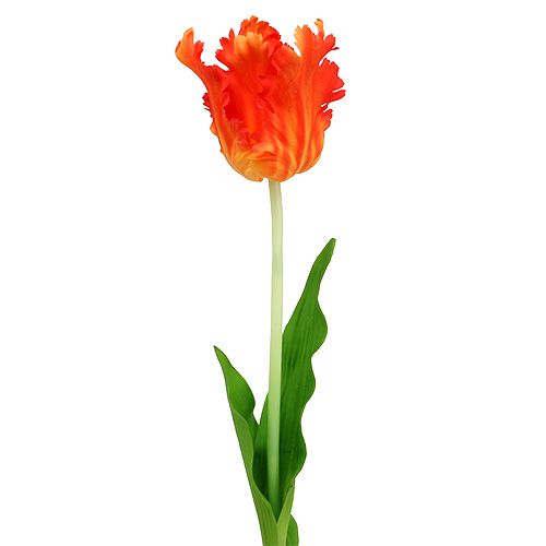 Floristik24 Tulip Orange 70cm