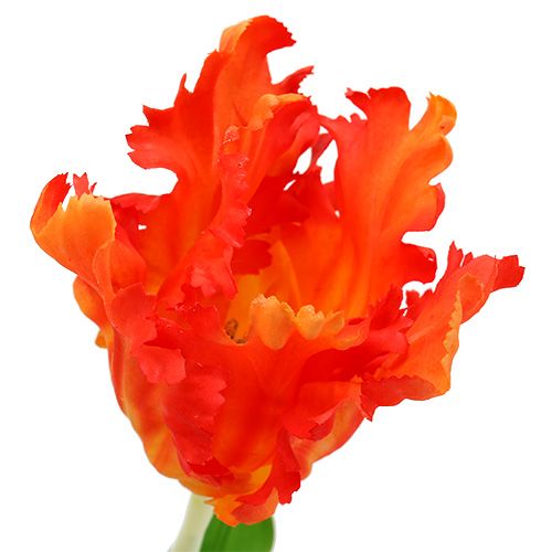Floristik24 Tulip Orange 70cm