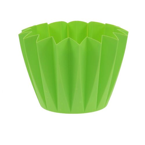 Floristik24 Repot Adonis Green 14cm 20 pcs