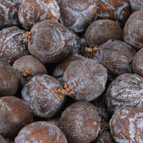 Floristik24 Juniper cones Syrian juniper natural Ø1.5–2.5cm 1kg