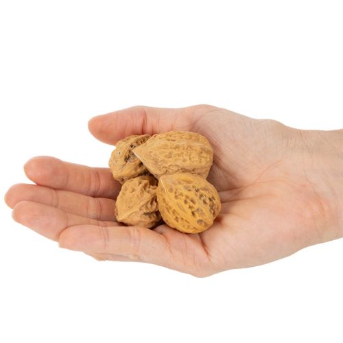 Natural Brown Walnuts for Decoration and DIY, 4-5cm, 300g | Floristik24.co.uk