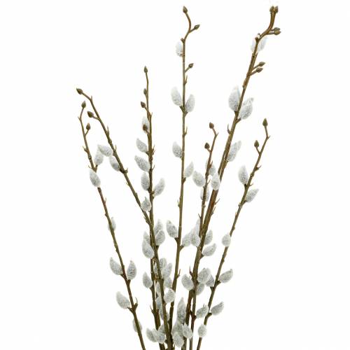 Floristik24 Pussy willow bunch L54cm 3pcs