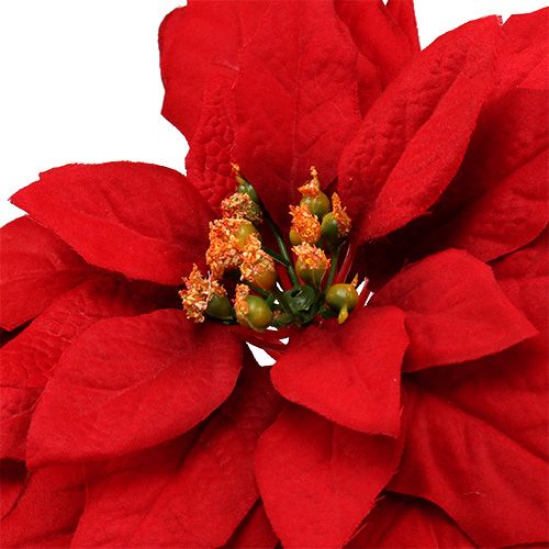 Floristik24 Christmas star red 57cm 1p