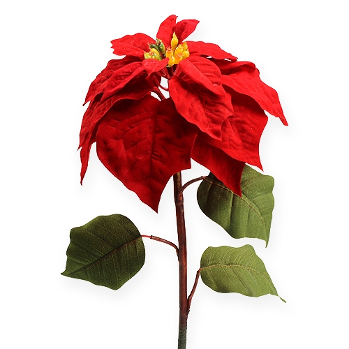Floristik24 Poinsettia red 65cm
