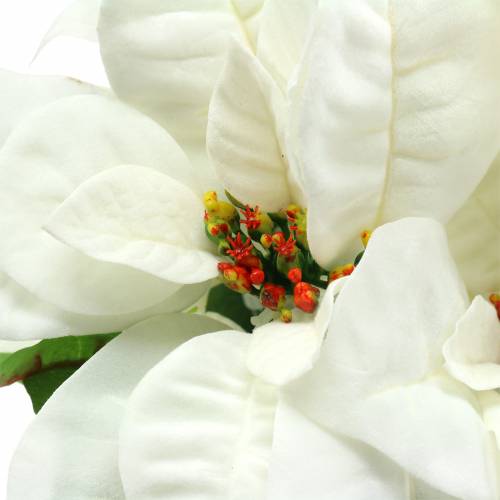 Floristik24 Poinsettia Bouquet White 52cm