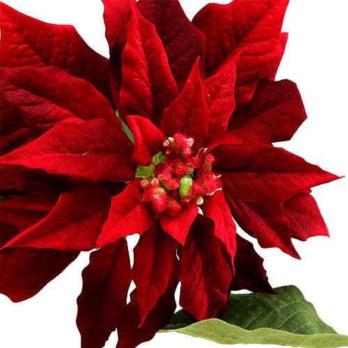 Product Christmas star red 70cm