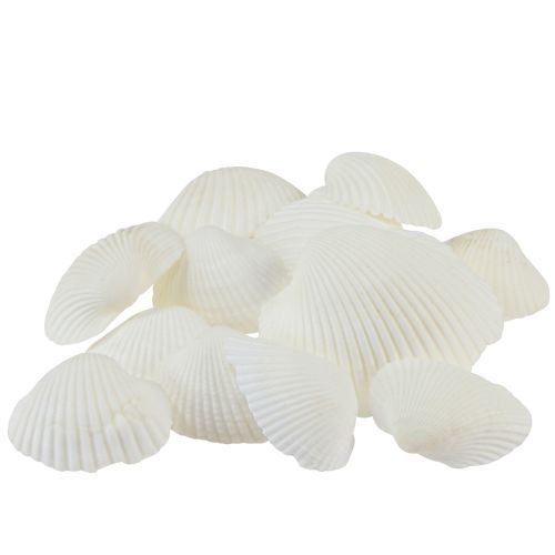 Floristik24 White shells decorative cockles cream white 2-3.5cm 300g