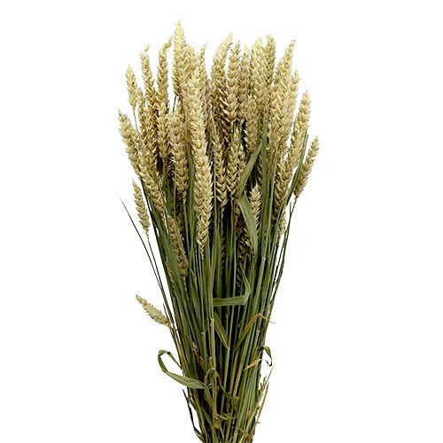 Floristik24 Wheat bunch natural deco wheat 1 bunch 150g