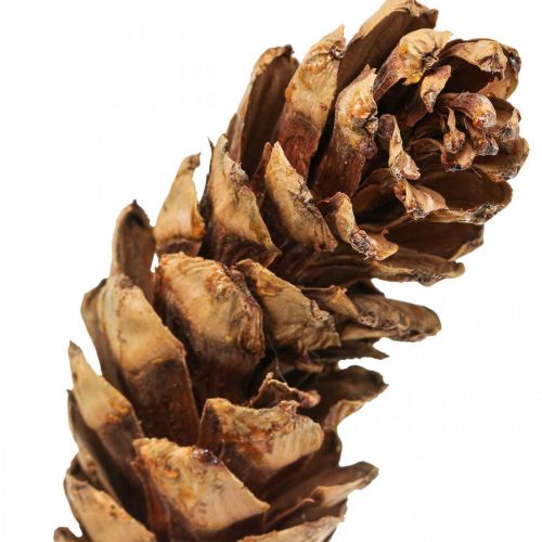 Product White pine cones Pine cones H70cm 7pcs bunch
