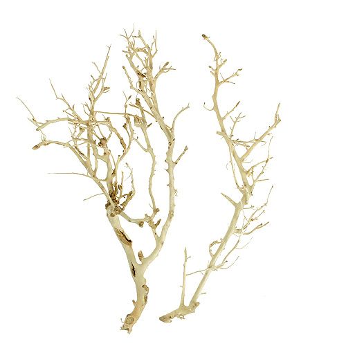 Floristik24 White Bush bleached 5 pcs