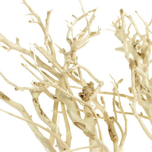 Floristik24 White Bush bleached 5 pcs