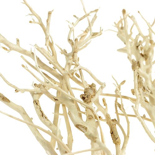 Product White Bush bleached 5pcs