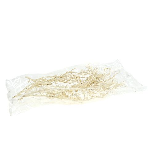 Floristik24 White Bush bleached 5 pcs