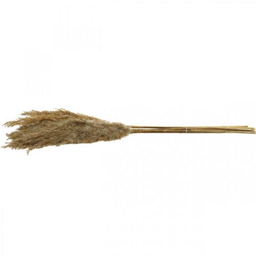 Product Dried grasses reed grass natural dry decoration 75cm 10 pcs