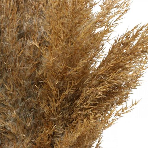 Product Dried grasses reed grass natural dry decoration 75cm 10 pcs