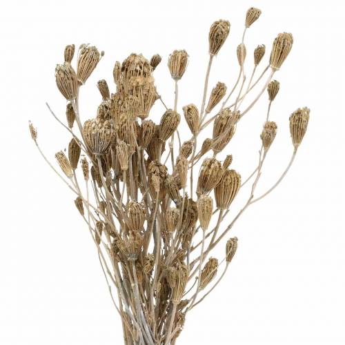 Floristik24 Wildflower Bunch, natural yarrow, washed white 30–60cm 150g