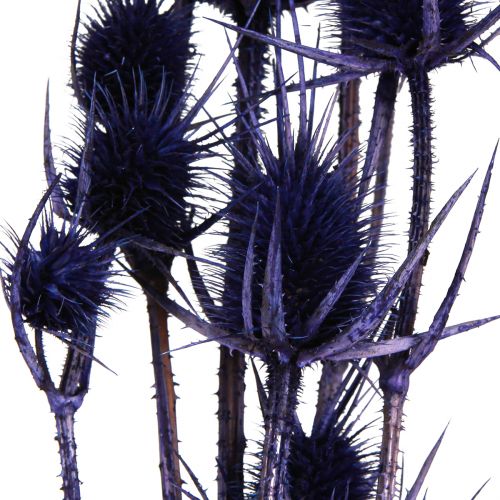 Product Wild Teasel Dried Flowers Teasel Thistles Violet 55cm 10 Heads