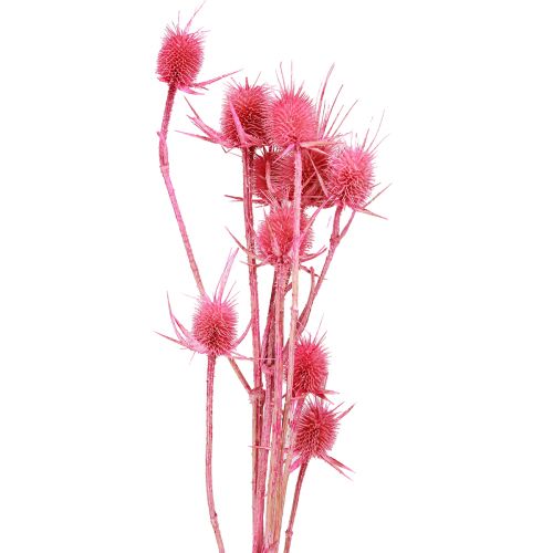 Floristik24 Wild Cardoon Dry Decoration Cardoon Thistles 53cm 10 Heads 3 Pcs