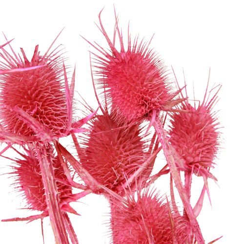 Product Wild Cardoon Dry Decoration Cardoon Thistles 53cm 10 Heads 3 Pcs