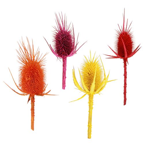 Floristik24 Wild Teasel Heads Dried Dyed Dispacus 3-6cm 1kg