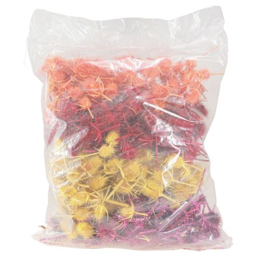 Product Wild Teasel Heads Dried Dyed Dispacus 3-6cm 1kg