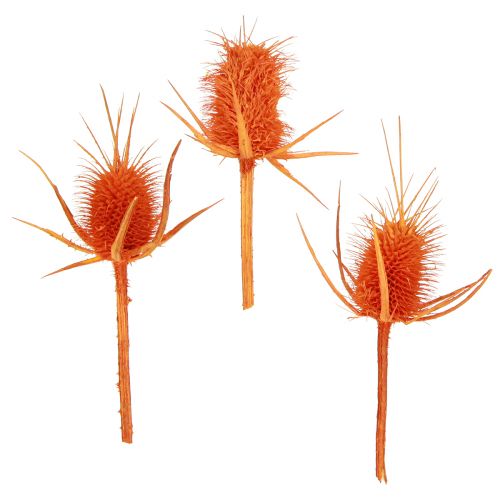 Floristik24 Wild Cardoons Orange Cardoon Thistle dried decoration 1kg