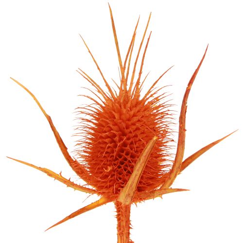 Product Wild Cardoons Orange Cardoon Thistle dried decoration 1kg