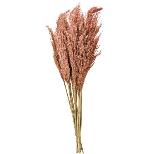 Product Wilde Reed Plume Reed Dry Decoration Apricot 75cm 10 pcs