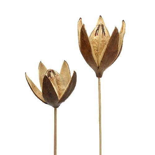 Wild lily on stem natural coloured Ø6.5cm L55cm 45 pcs