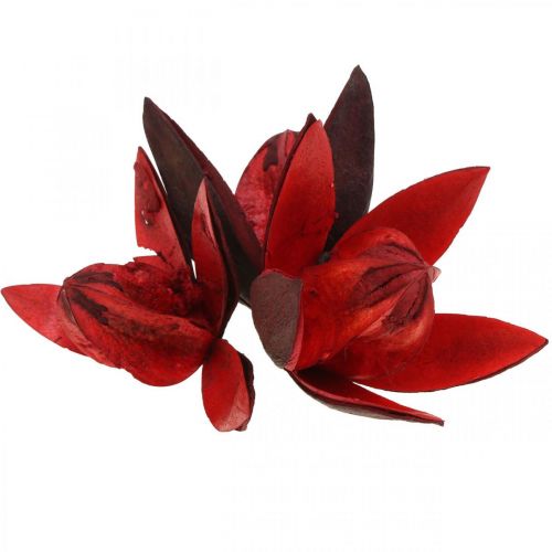 Wild lily red natural decoration dried flowers 6-8cm 50pcs