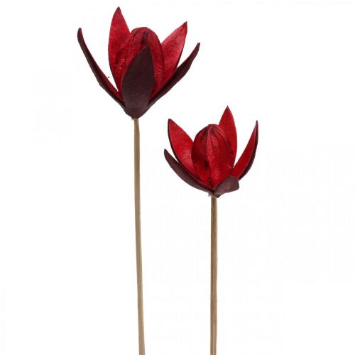 Floristik24 Wild lily on a stem red Ø6.5cm 35cm 45pcs