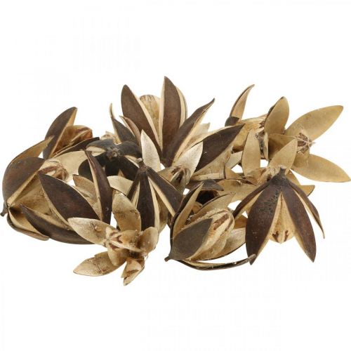 Floristik24 Wild lily natural decoration exotic dried flowers 6-8cm 50pcs