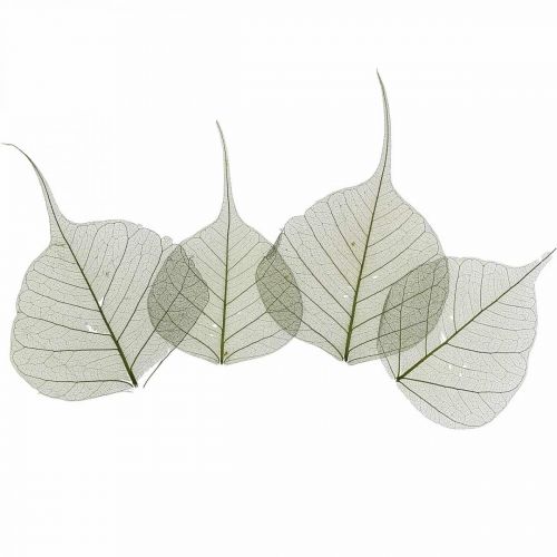 Willow leaves skeletonized dark green, natural decoration, decorative leaves 200 pieces
