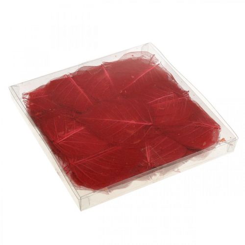 Floristik24 Skeletonized Willow Leaf Red, Willow Skeleton, Veil Leaf 200 pcs
