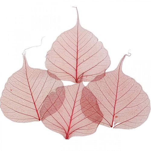 Floristik24 Skeletonized Willow Leaf Red, Willow Skeleton, Veil Leaf 200pcs