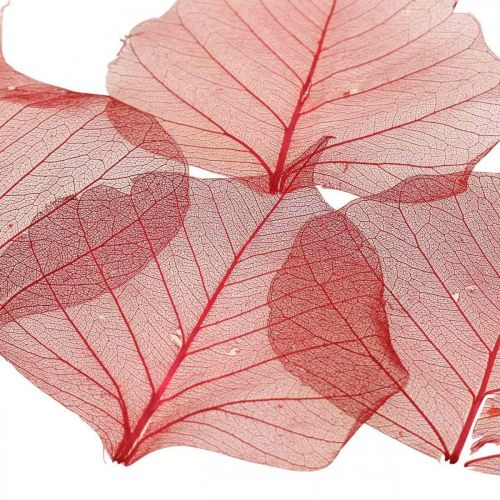 Floristik24 Skeletonized Willow Leaf Red, Willow Skeleton, Veil Leaf 200 pcs