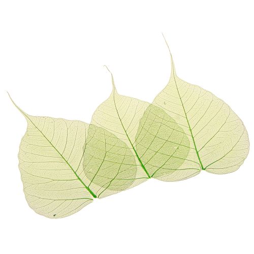 Product Willow leaves skeletonized green natural decoration leaves 200 pieces