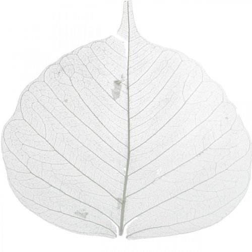 Product Bleached skeleton leaves Willow leaves skeletonized 8-10cm 300 pcs