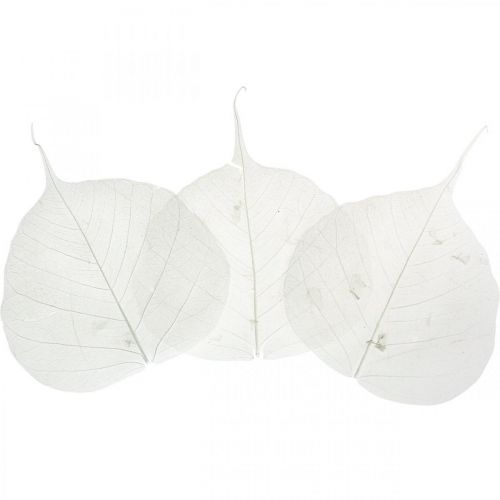 Product Bleached skeleton leaves Willow leaves skeletonized 8-10cm 300 pcs