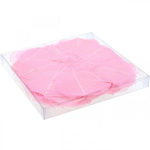 Product Skeleton leaves Willow leaves skeletonized pink 5-9cm 200 pcs