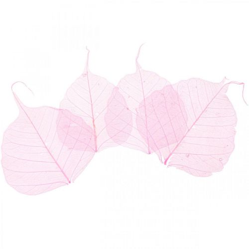 Skeleton leaves Willow leaves skeletonized pink 5-9cm 200 pcs