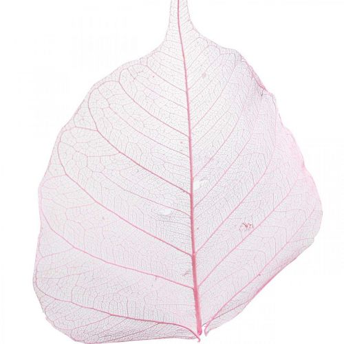 Product Skeleton leaves Willow leaves skeletonized pink 5-9cm 200 pcs