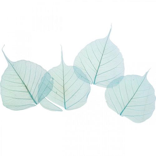 Floristik24 Willow leaves, natural willow leaves, dried leaves skeletonized turquoise blue 200pcs