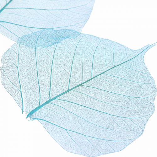 Product Willow leaves, natural willow leaves, dried leaves skeletonized turquoise blue 200pcs