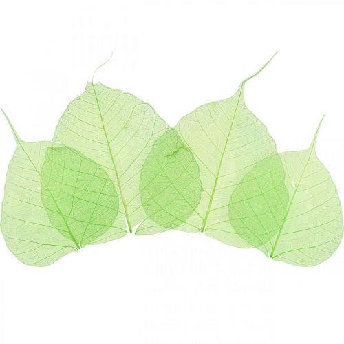 Floristik24 Willow leaves skeletonized, spring decoration, decorative leaves green 200 pieces