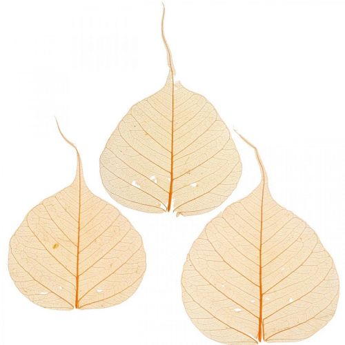 Floristik24 Willow leaves skeleton orange dry deco 200p